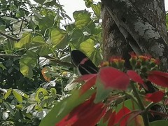 Heliconius erato cyrbia