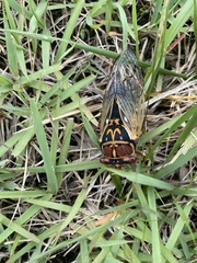 Auritibicen japonicus