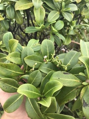 Psychotria mariniana