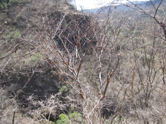 Bursera grandifolia