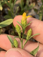 Columbiadoria hallii