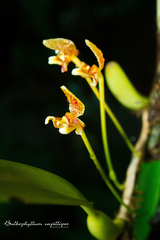 Bulbophyllum pteroglossum