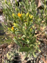 Columbiadoria hallii