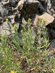 Columbiadoria hallii
