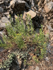 Columbiadoria hallii