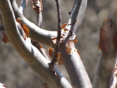 Bursera grandifolia