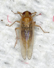 Metadelphax propinqua