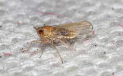 Metadelphax propinqua