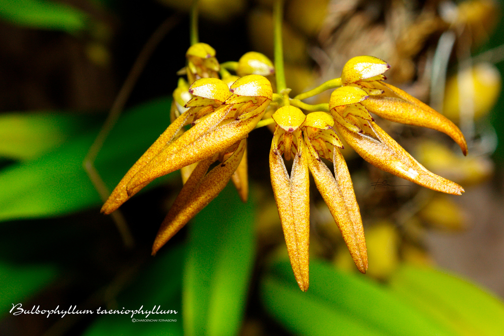 Bulbophyllum taeniophyllum (Bulbophyllum taeniophyllum)