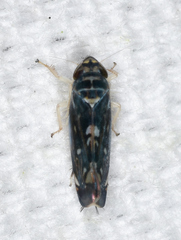 Scaphoideus nigrellus