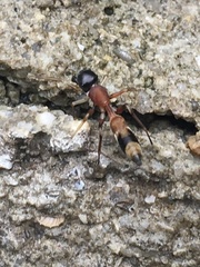 Myrmarachne elongata