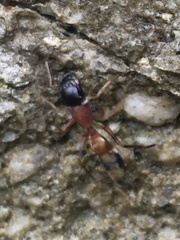 Myrmarachne elongata