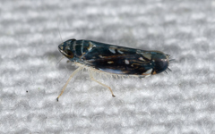 Scaphoideus nigrellus