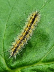 Diacrisia purpurata
