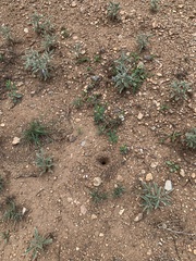 Myrmecocystus mexicanus