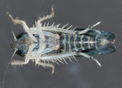 Scaphoideus nigrellus