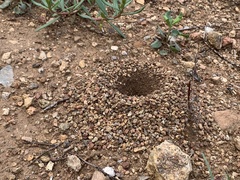 Myrmecocystus mexicanus