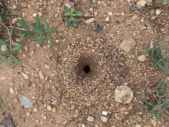 Myrmecocystus mexicanus