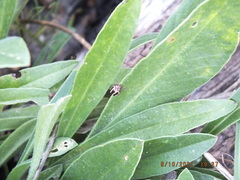 Calligrapha bidenticola