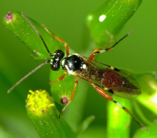 Common Hover Fly Parasitoid Wasp photo 3