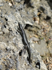 Emoia atrocostata
