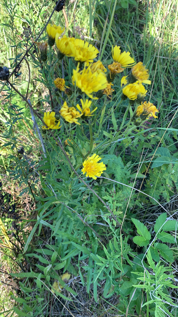 Canada Hawkweed From Р404, Качипова, Тюменская область, Ru On August 14 