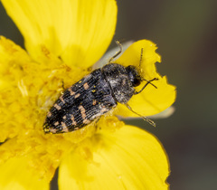 Acmaeodera knowltoni