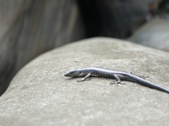 Emoia atrocostata