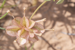 Tripterocalyx carneus