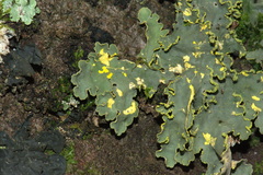Crocodia rubella
