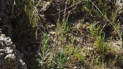 Boechera californica