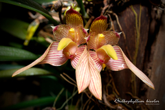 Bulbophyllum bicolor
