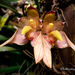 Bulbophyllum bicolor - Photo (c) Binturong27, algunos derechos reservados (CC BY-NC), subido por Binturong27