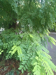 Robinia pseudoacacia