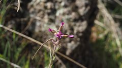 Boechera californica