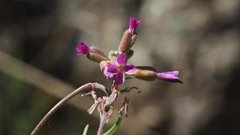 Boechera californica