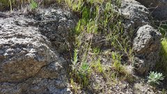 Boechera californica