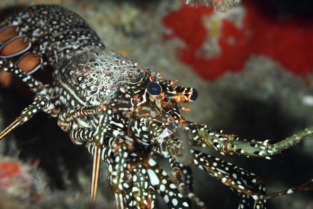 Photo of Spotted spiny lobster (Panulirus guttatus)