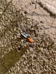 Castianeira occidens