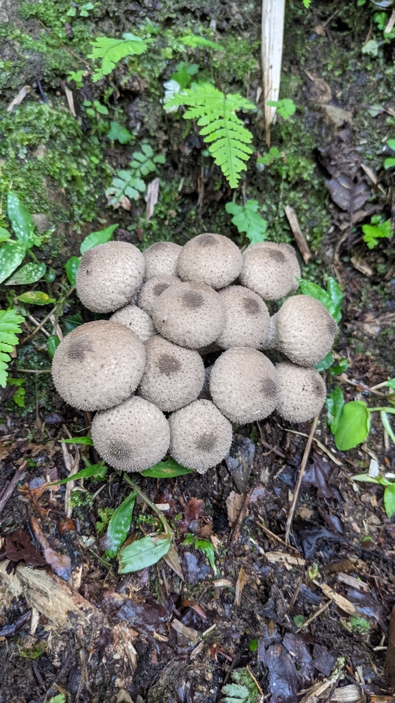 Lycoperdon perlatum · August 2021 · photo: © yin_tse_huang (iNaturalist, cc-by)