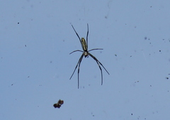 Trichonephila clavata