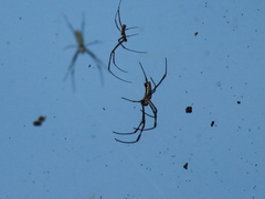 Trichonephila clavata