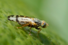 Sphenella ruficeps