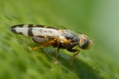 Sphenella ruficeps