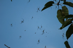 Trichonephila clavata