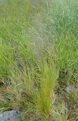 Deschampsia beringensis