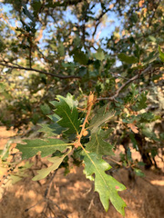 Quercus berberidifolia × lobata