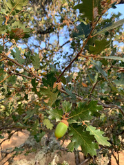Quercus berberidifolia × lobata