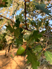 Quercus berberidifolia × lobata