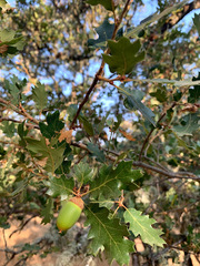 Quercus berberidifolia × lobata